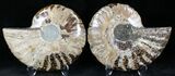 Polished Ammonite Pair - Million Years #22234-1